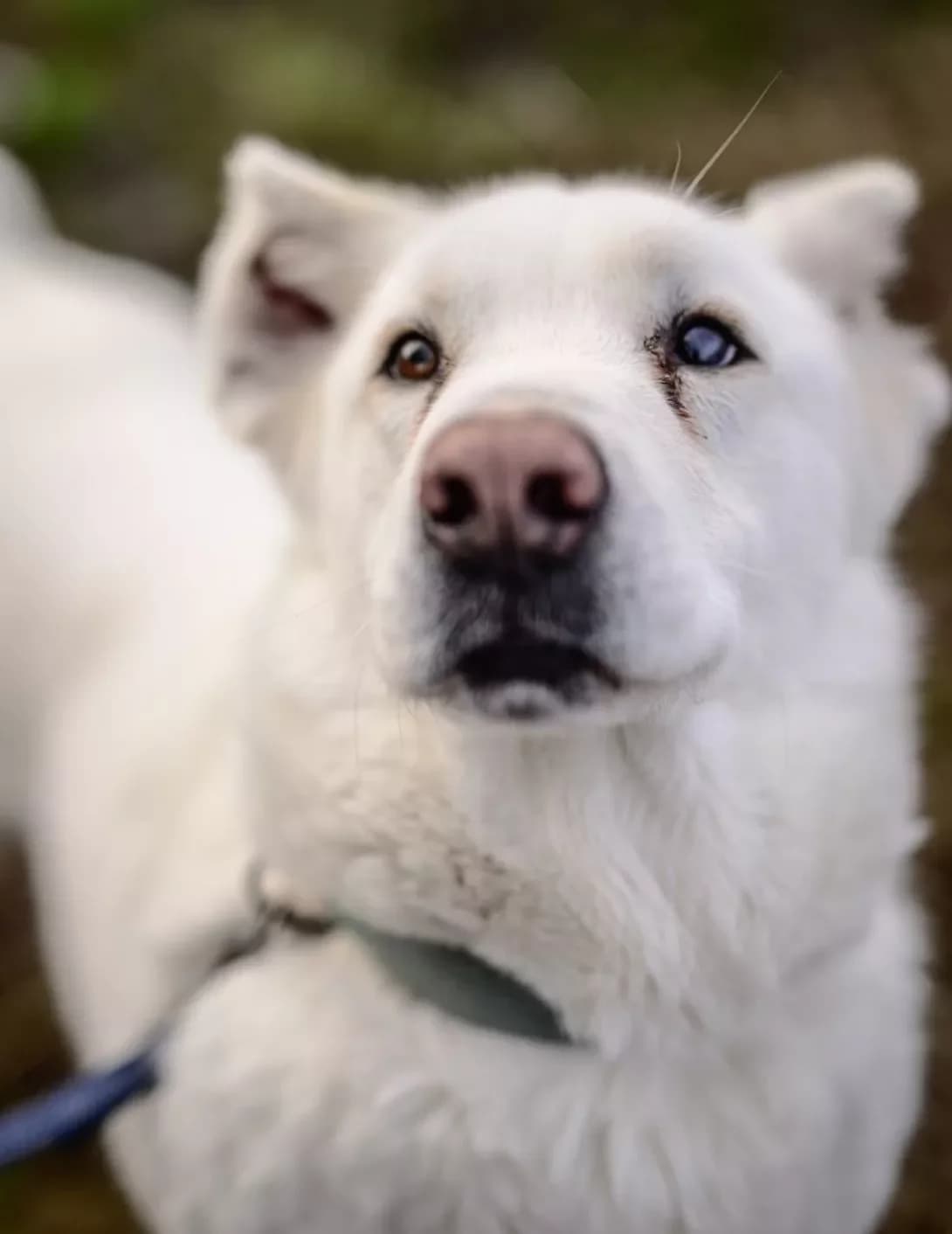 Umka (Умка), female 5yo Mixed Breed for adoption at Happy Paw Kyiv