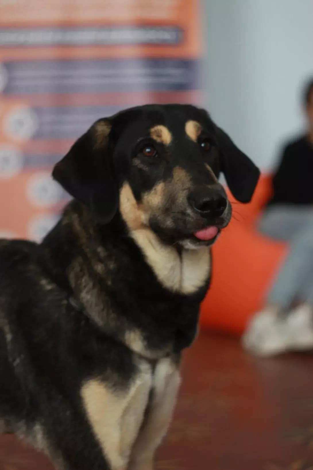 Ursa (Урса), female 3yo Mixed Breed for adoption at Happy Paw Kyiv
