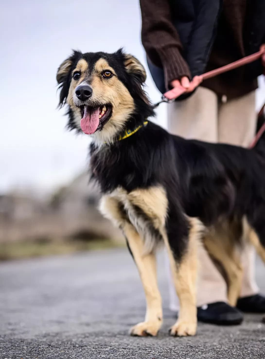Oskar (Оскар), Mixed Breed (Happy Paw Kyiv Oblast)