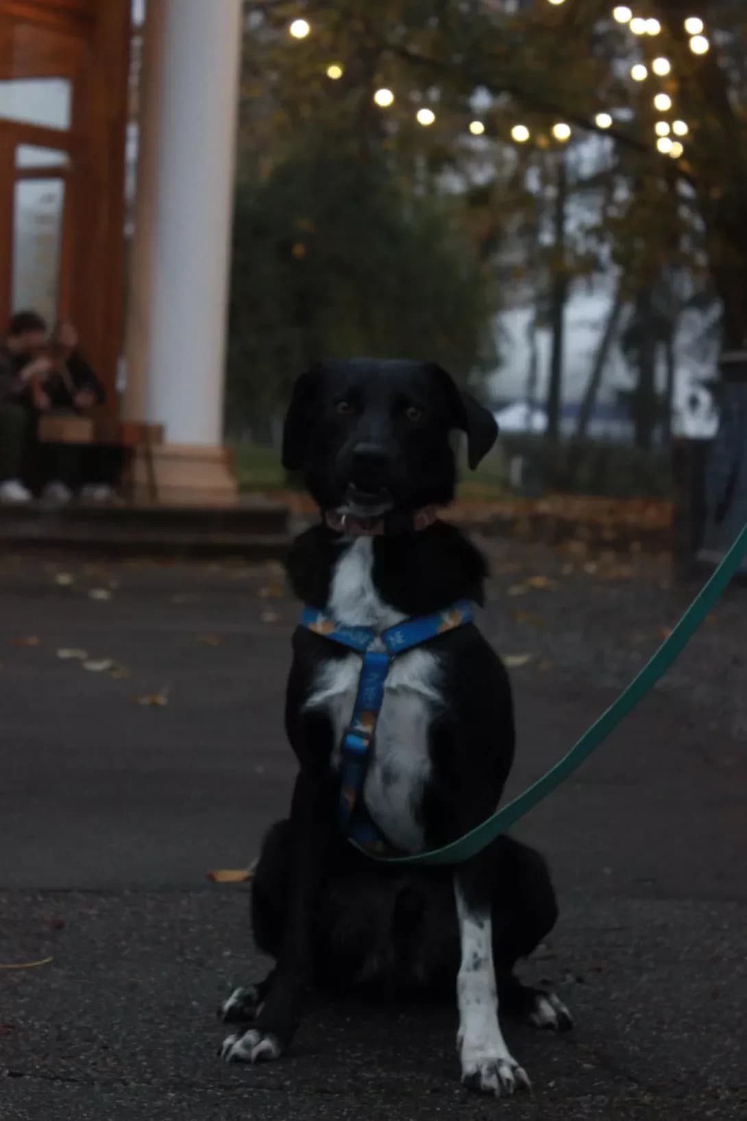 Ben (Бен), Mixed Breed (Happy Paw Kyiv Oblast)