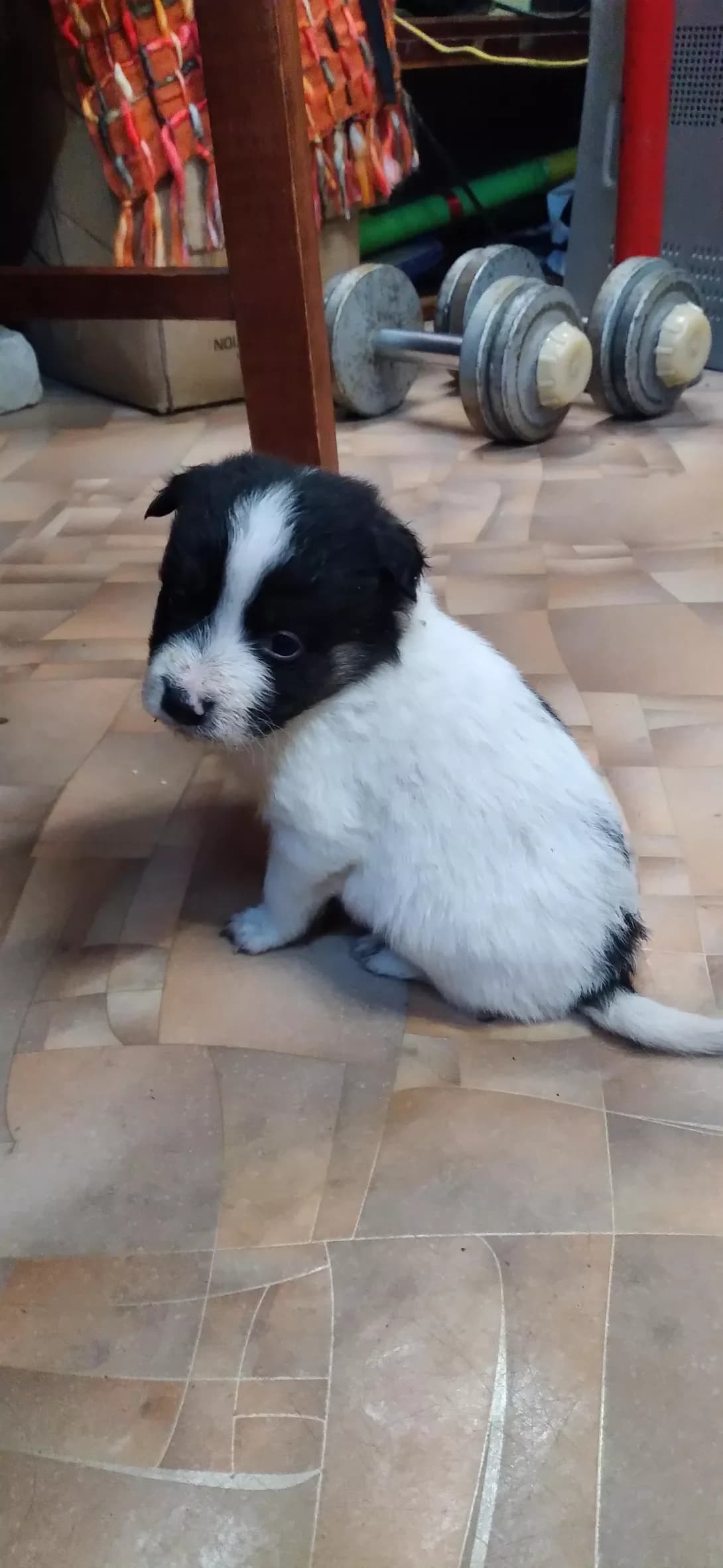klichki nemaye (клички немає), male young Mixed Breed for adoption at Happy Paw Zaporizhzhia