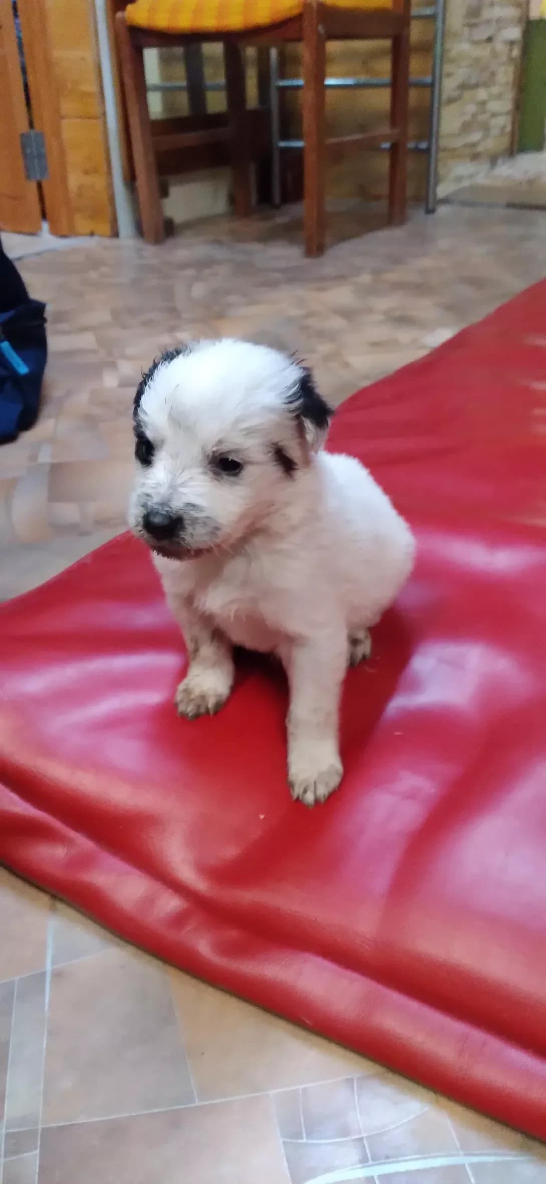 klichki nemaye (клички немає), male young Mixed Breed for adoption at Happy Paw Zaporizhzhia