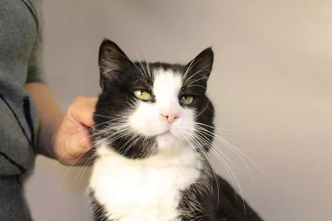 Grigoriy (Григорій), male 4yo British Shorthair for adoption at Happy Paw Kyiv