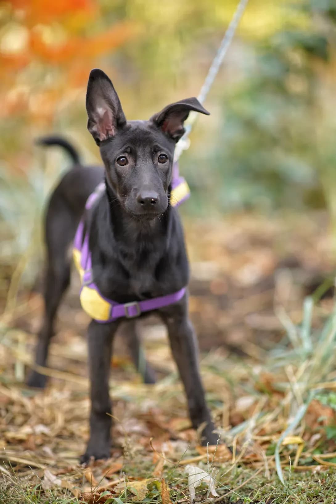 Deyzi (Дейзі), female young Mixed Breed for adoption at Happy Paw Kyiv