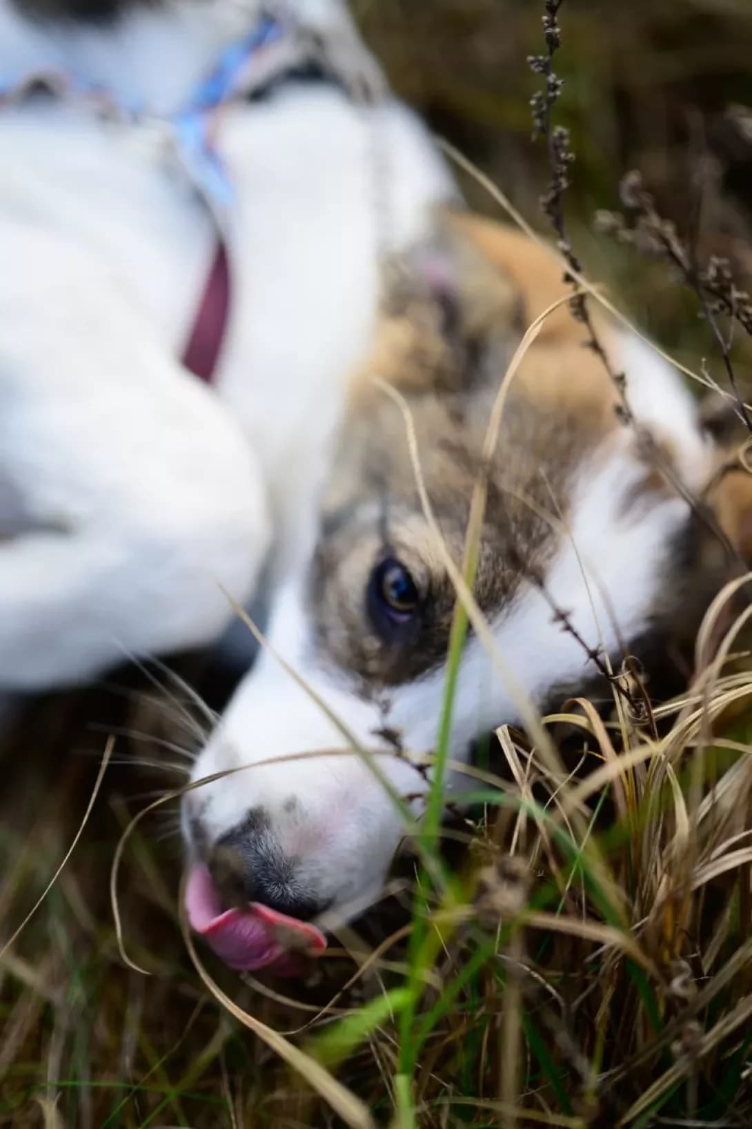 Peremoga (Перемога), Mixed Breed (Happy Paw Kyiv Oblast)