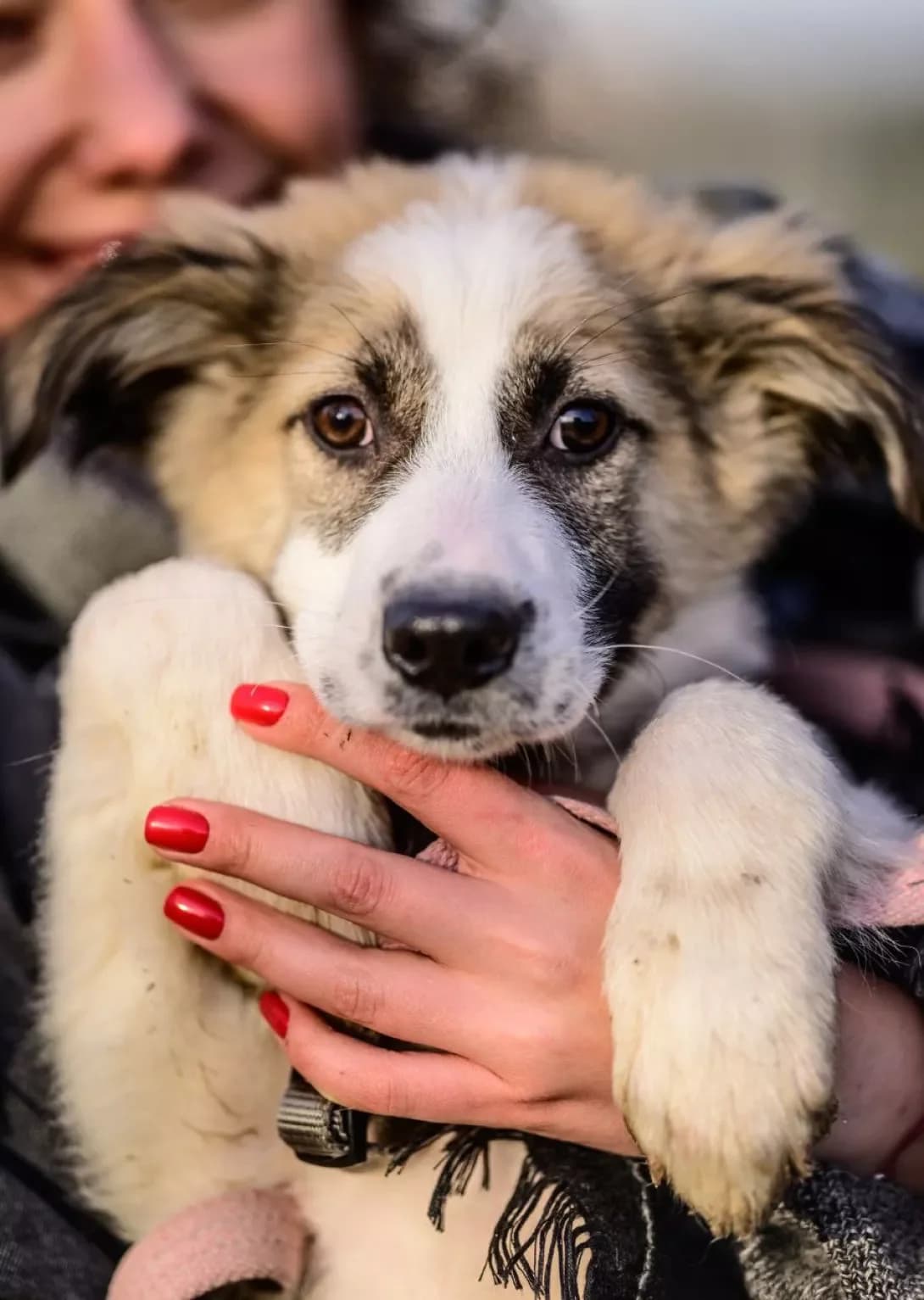 Olivka (Оливка), Mixed Breed (Happy Paw Kyiv Oblast)