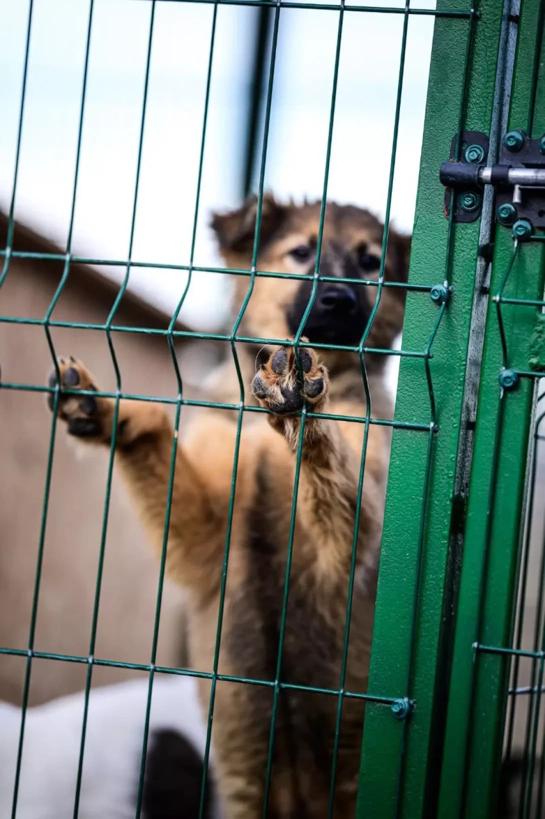 Karat (Карат), Mixed Breed (Happy Paw Kyiv Oblast)