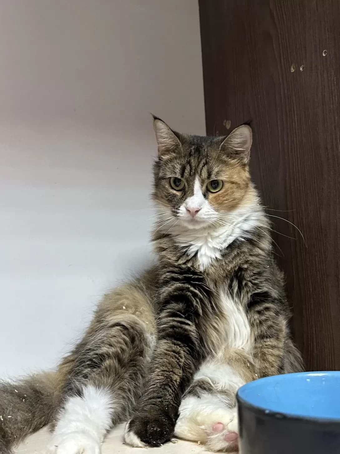 Teri (Тері), female 3yo Maine Coon for adoption at Happy Paw Kyiv