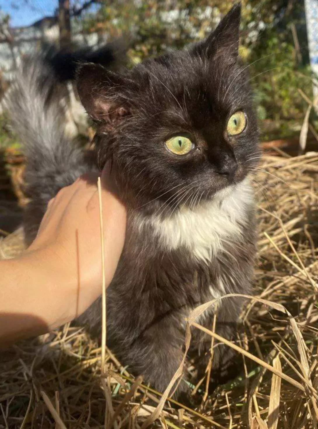 Roza (Роза), female young Mixed Breed for adoption at Happy Paw Zhytomyr Oblast