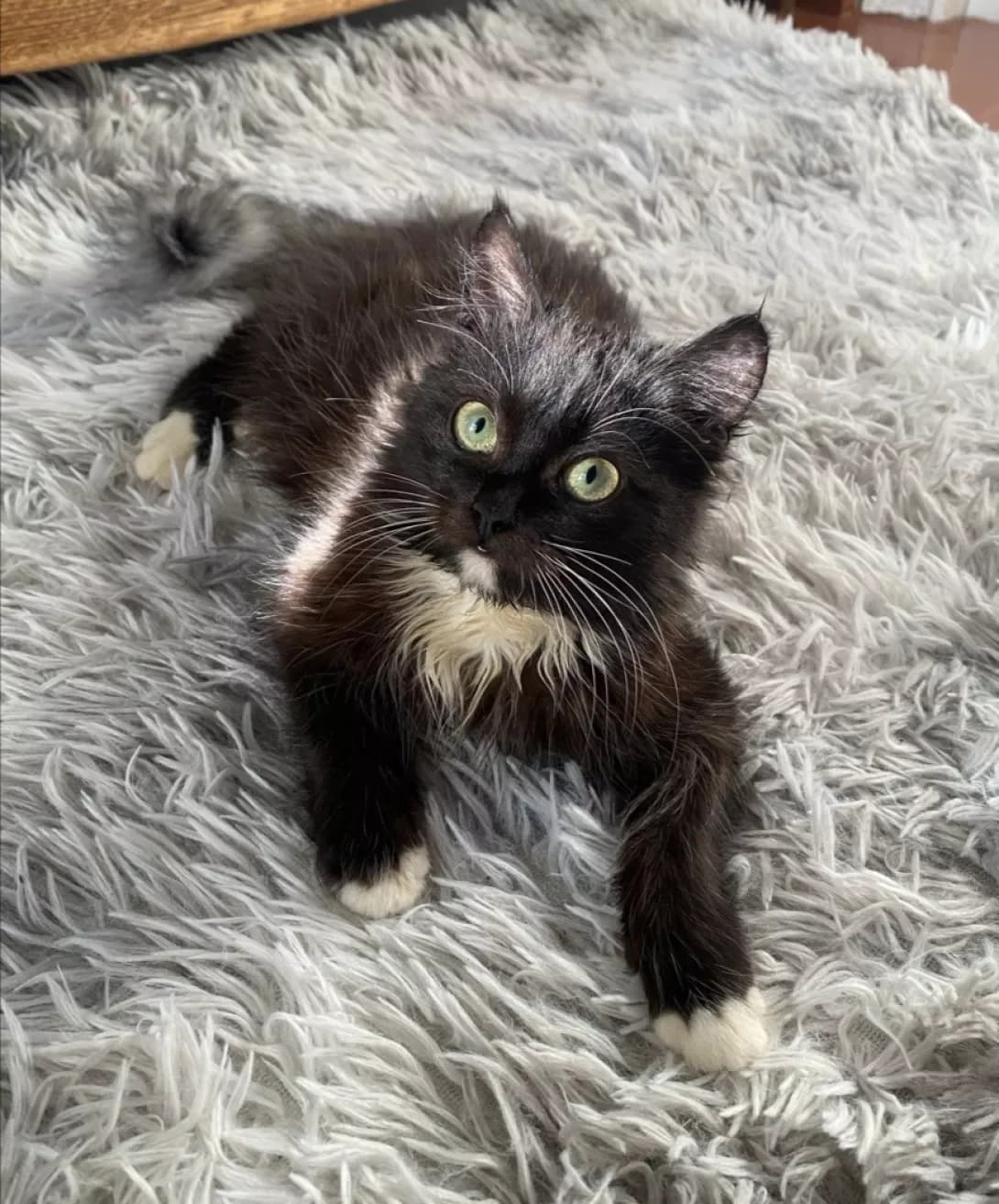 Roza (Роза), female young Mixed Breed for adoption at Happy Paw Zhytomyr Oblast