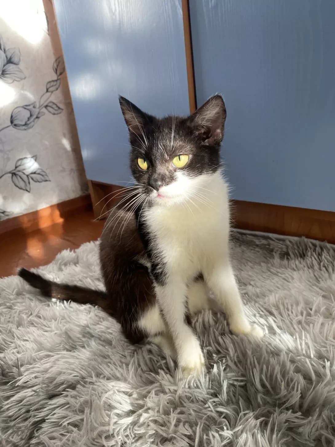 Romashka (Ромашка), female young Mixed Breed for adoption at Happy Paw Zhytomyr Oblast