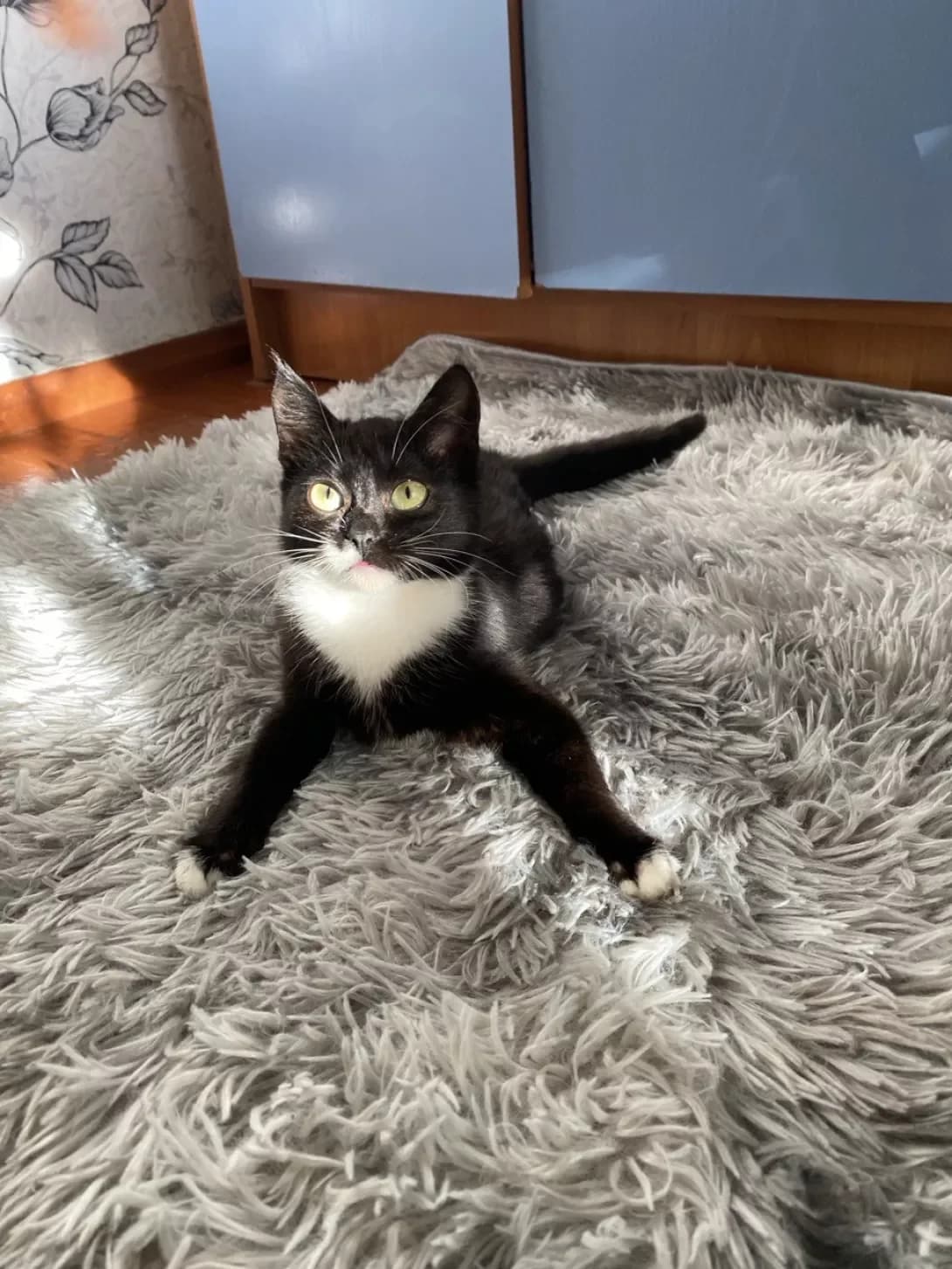 Miya (Мія), female young Mixed Breed for adoption at Happy Paw Zhytomyr Oblast