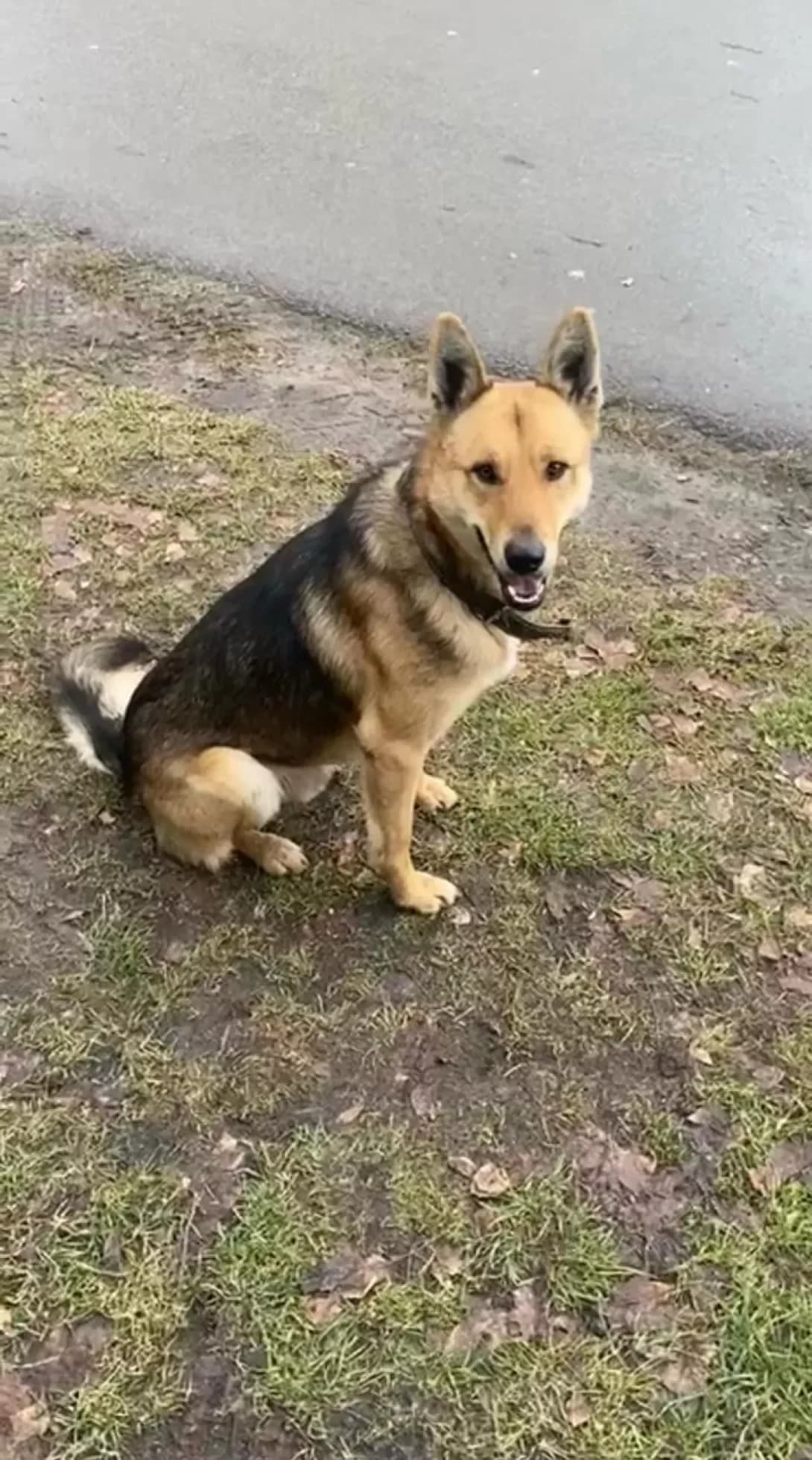 Vest (Вест), Mixed Breed (Happy Paw Kyiv Oblast)