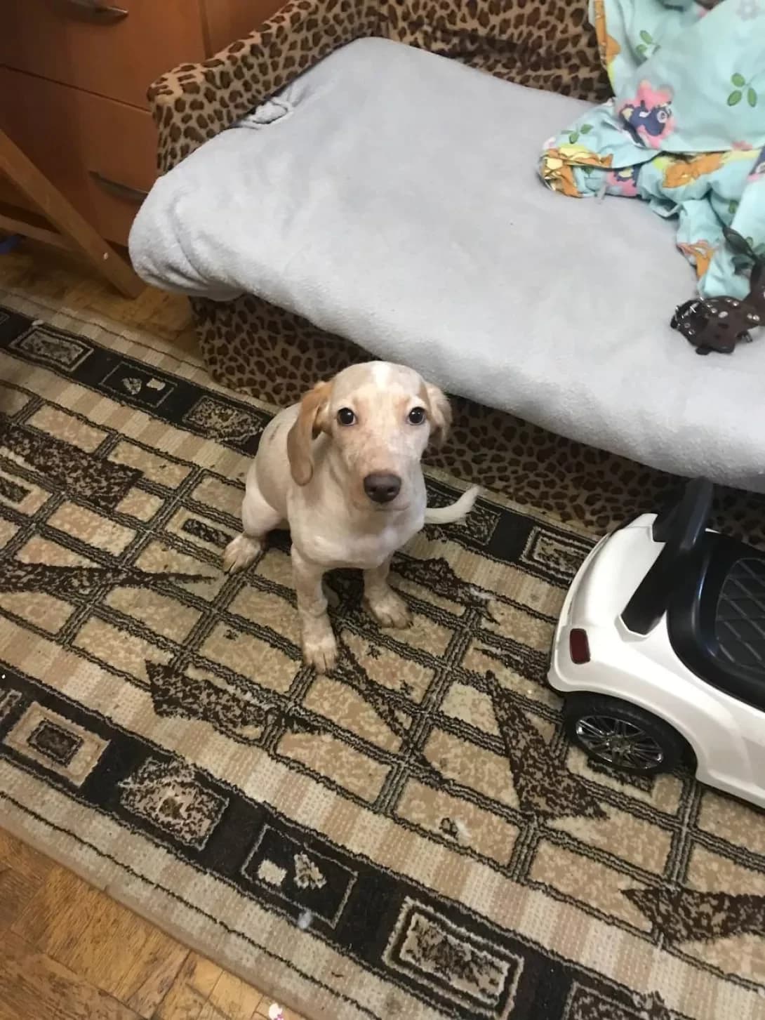Alisa (Алиса), female young Mixed Breed for adoption at Happy Paw Odesa