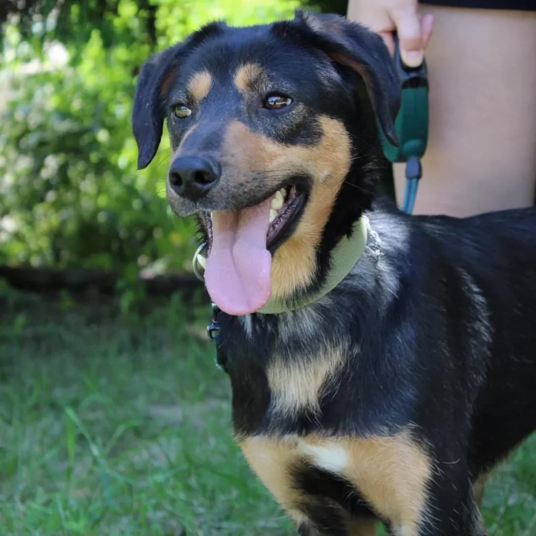 Tesla (Тесла), female 4yo Mixed Breed for adoption at Happy Paw Lviv