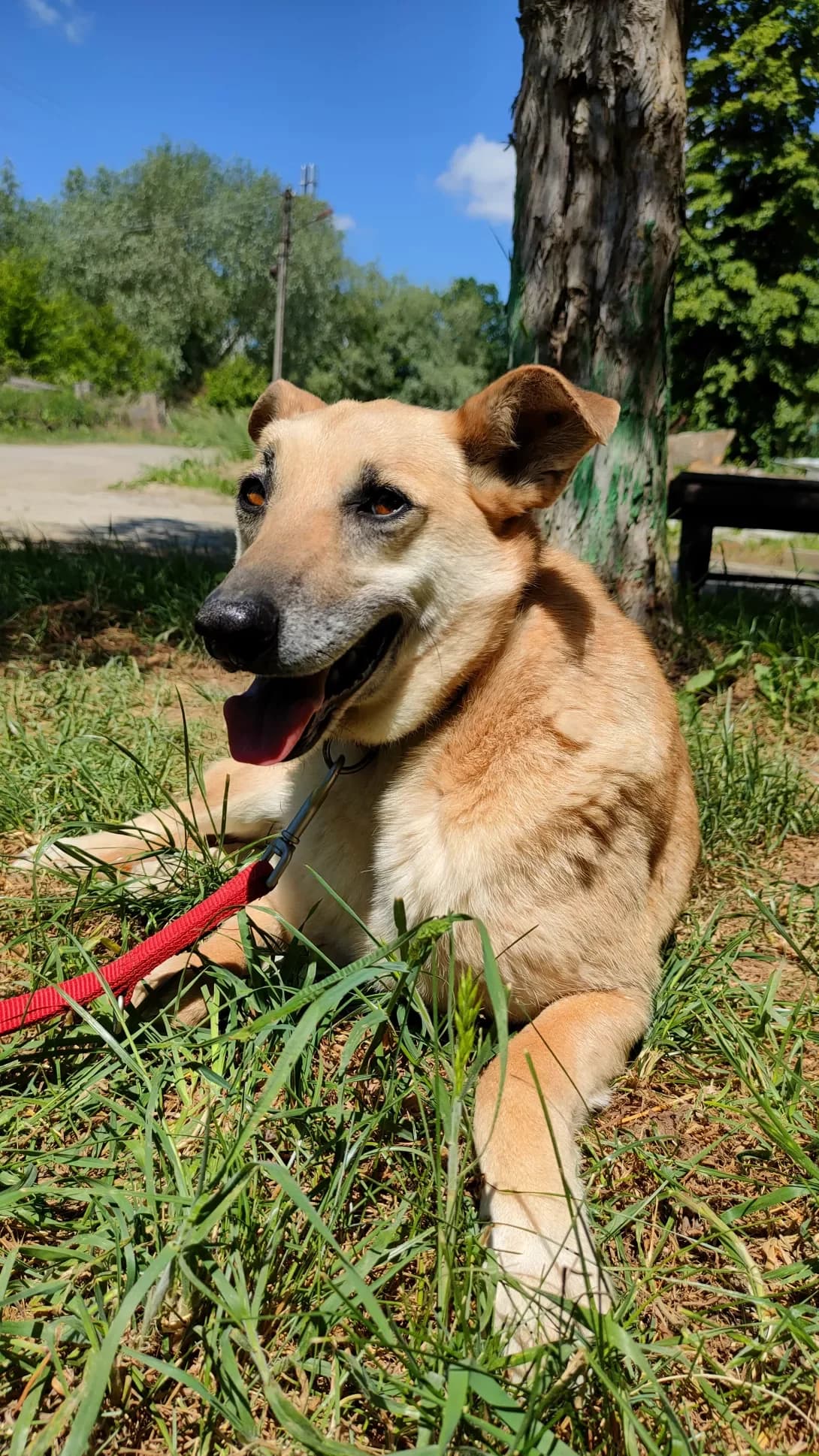 Greys (Ґрейс), female senior Mixed Breed for adoption at Happy Paw Lviv