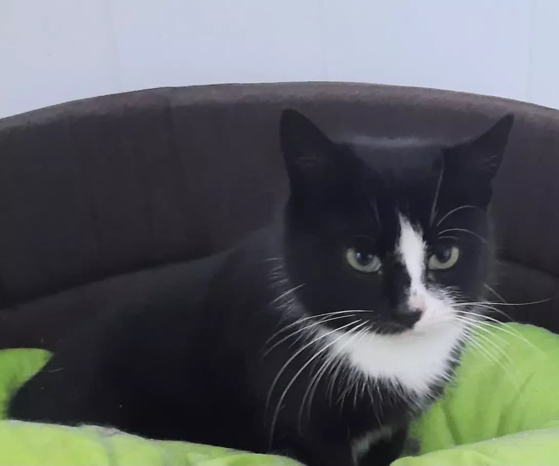 Kiti (Кіті), Mixed Breed (Happy Paw Kyiv Oblast)