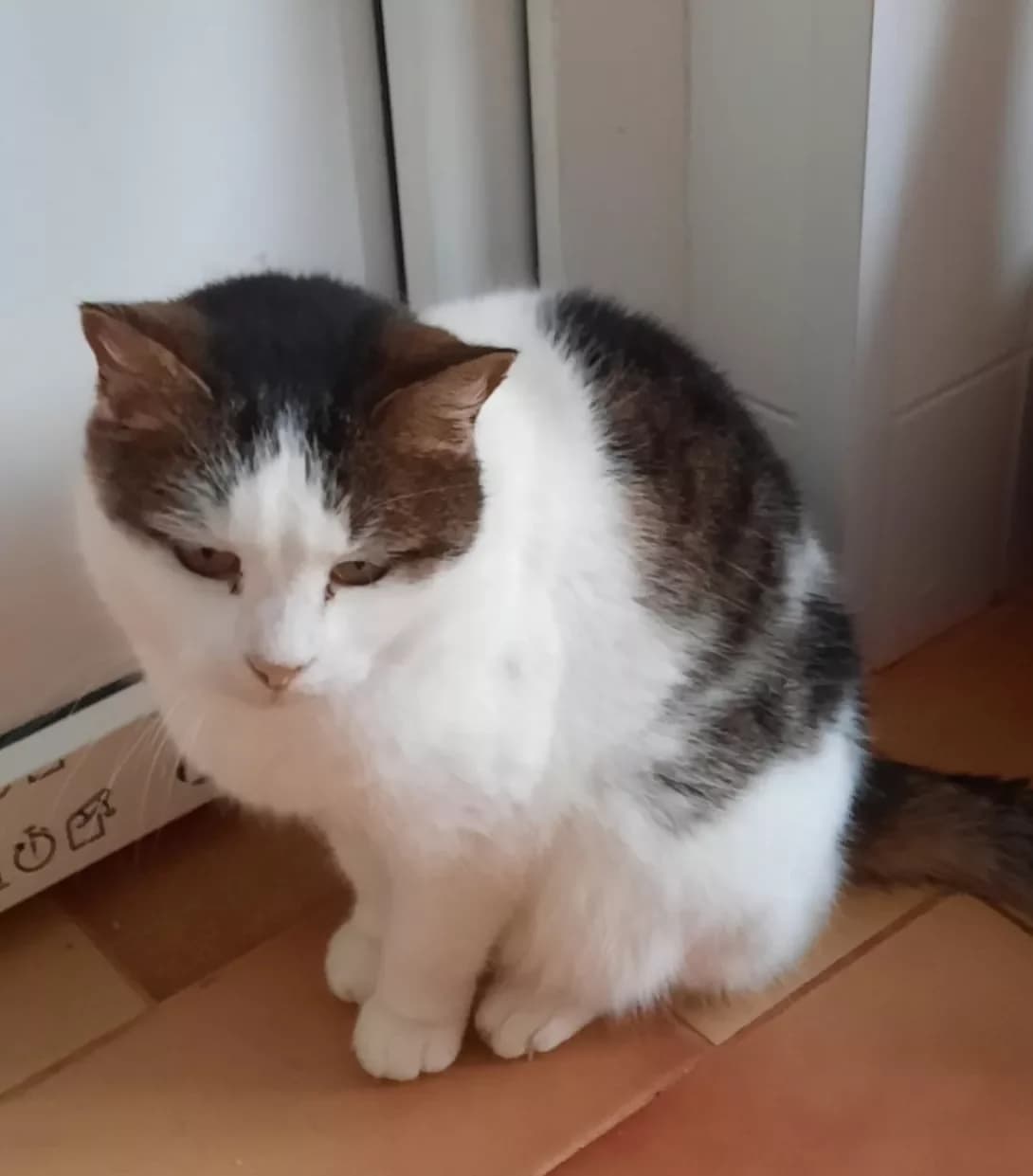 Utya (Утя), Mixed Breed (Happy Paw Kyiv Oblast)