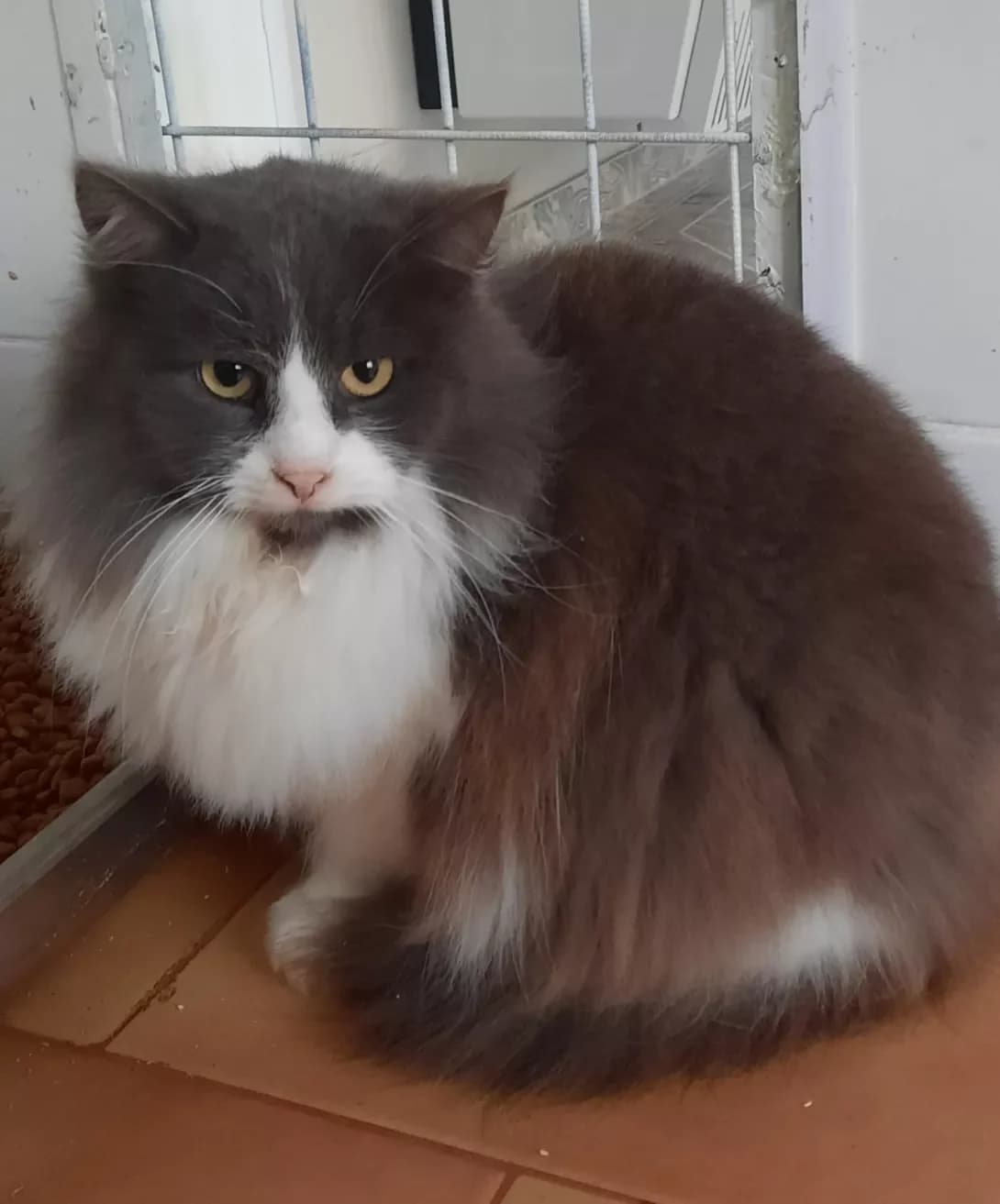 Pusha (Пуша), Mixed Breed (Happy Paw Kyiv Oblast)