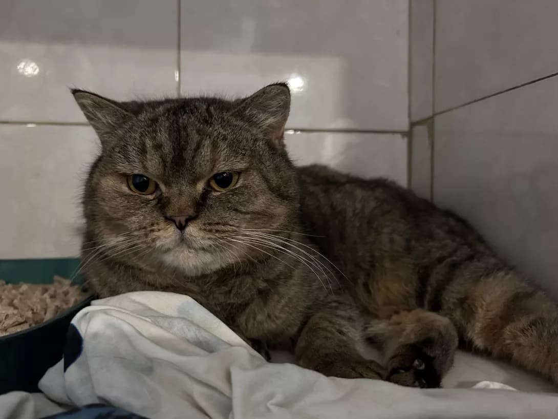 Maritel (Маритель), female 7yo Mixed Breed for adoption at Happy Paw Dnipro