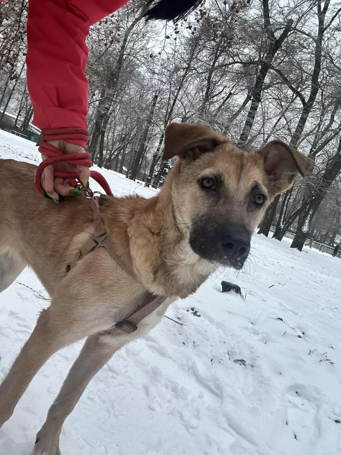 Loli (Лолі), female young Mixed Breed for adoption at Happy Paw Zaporizhzhia