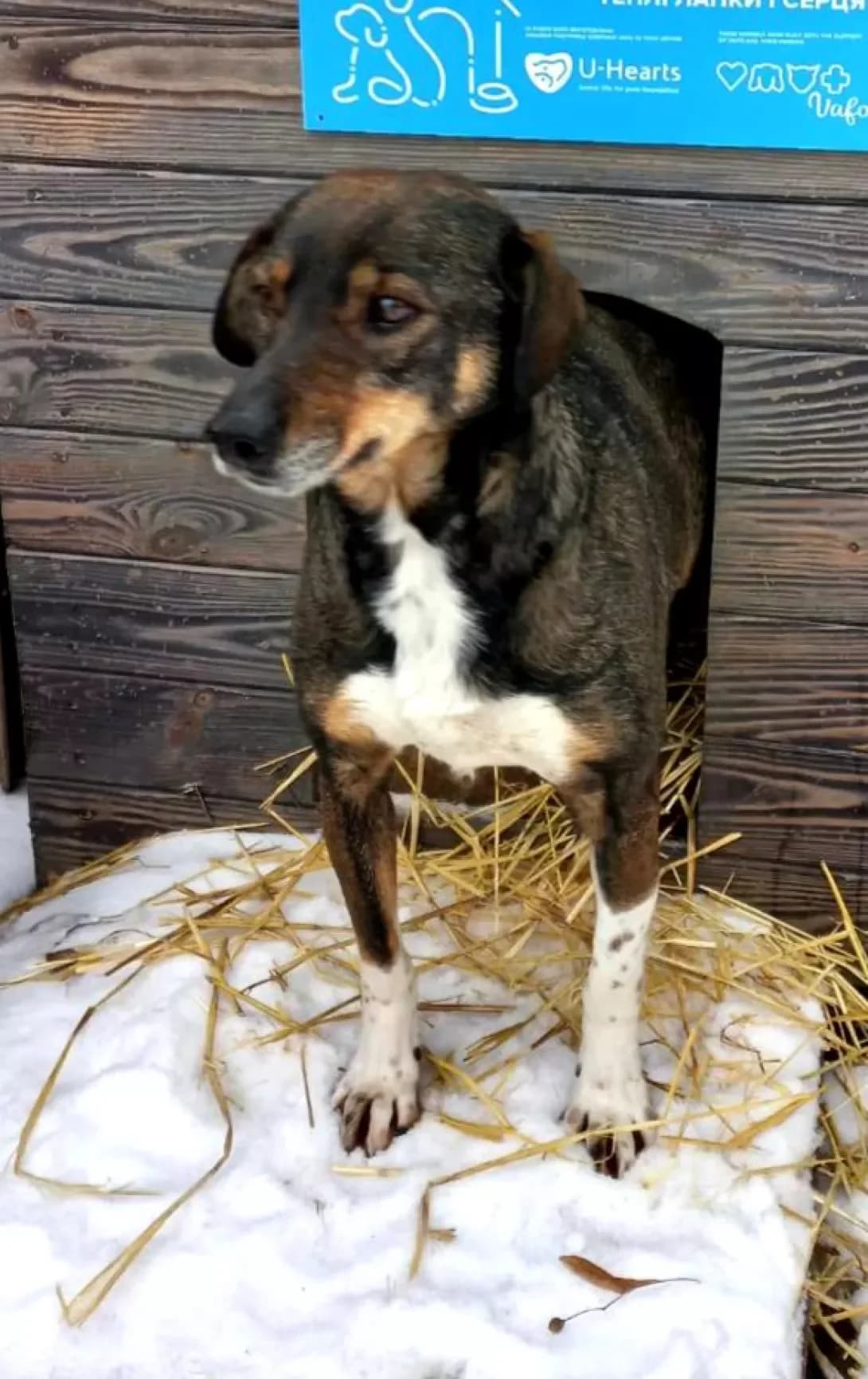 Zhulyeta (Жульєта), Mixed Breed (Happy Paw Kirovohrad)