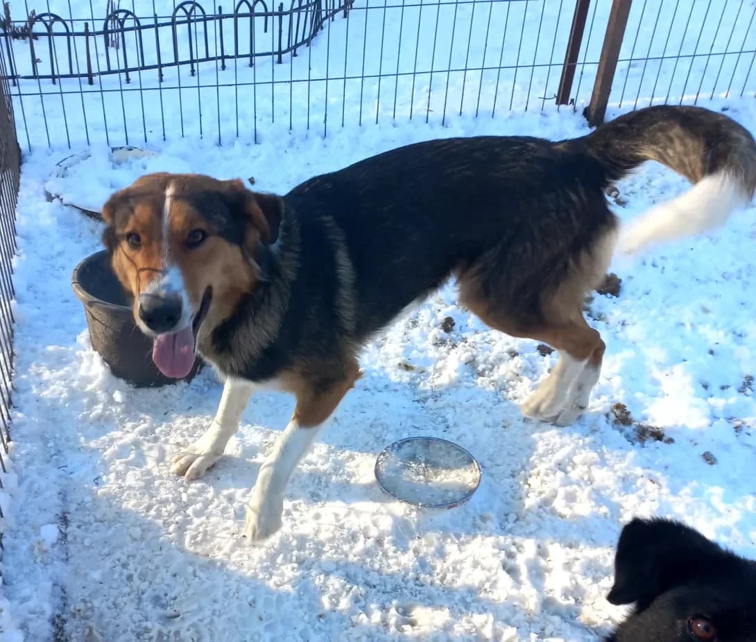 Kurashik (Курашик), Mixed Breed (Happy Paw Kirovohrad)