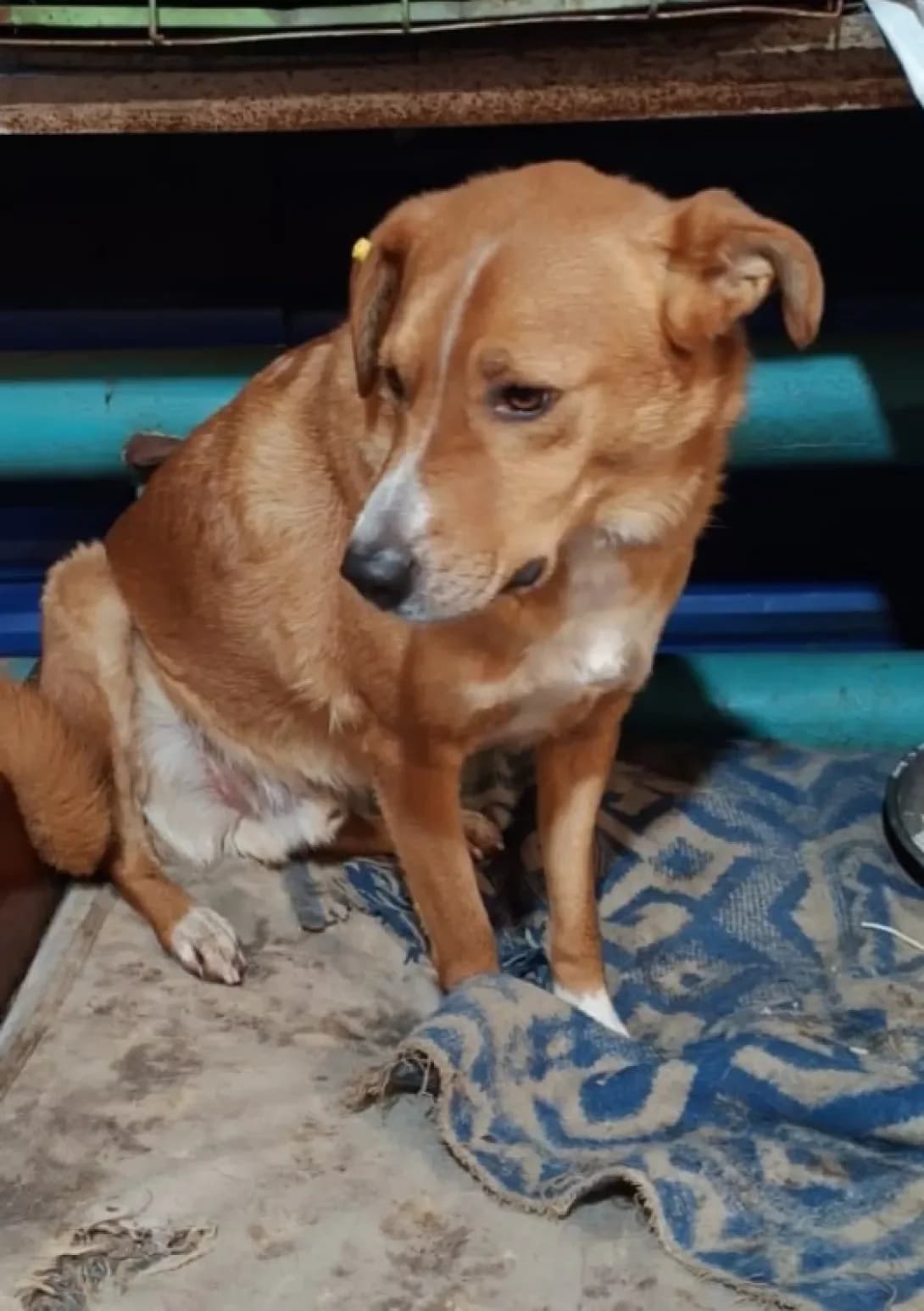 Lyutik (Лютік), Mixed Breed (Happy Paw Kirovohrad)