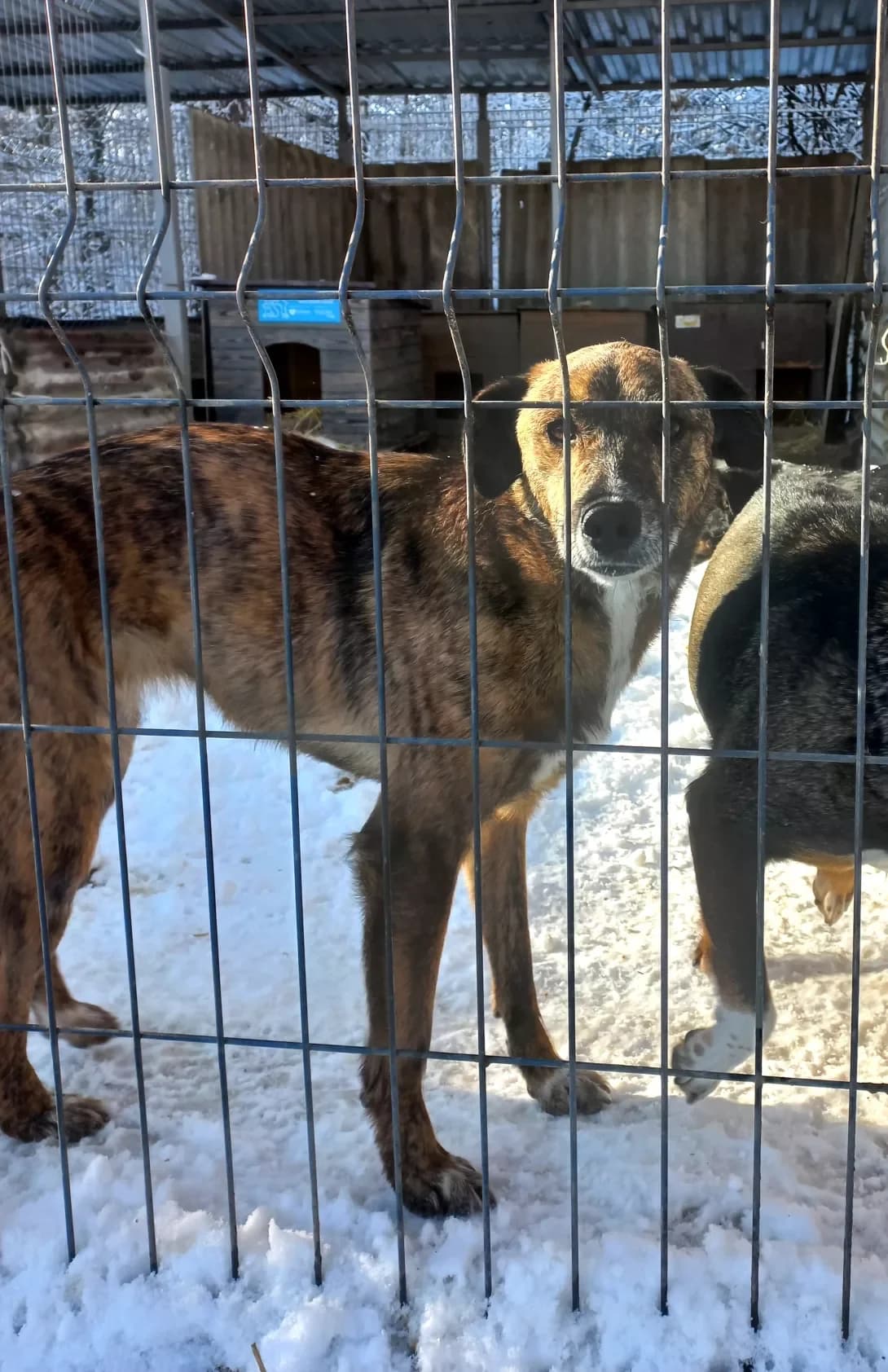 Dana (Дана), Mixed Breed (Happy Paw Kirovohrad)