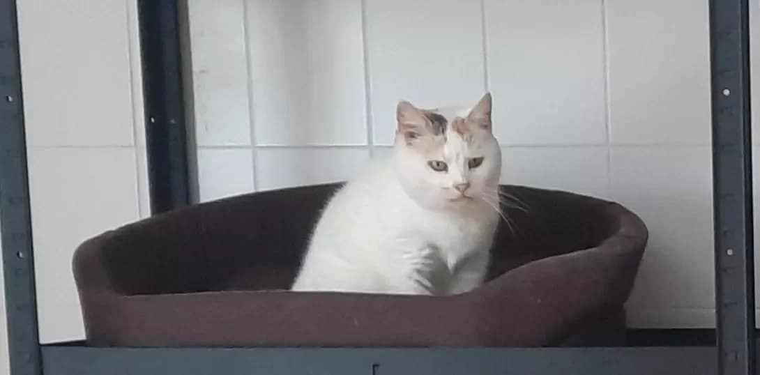Kiki (Кікі), Mixed Breed (Happy Paw Kyiv Oblast)