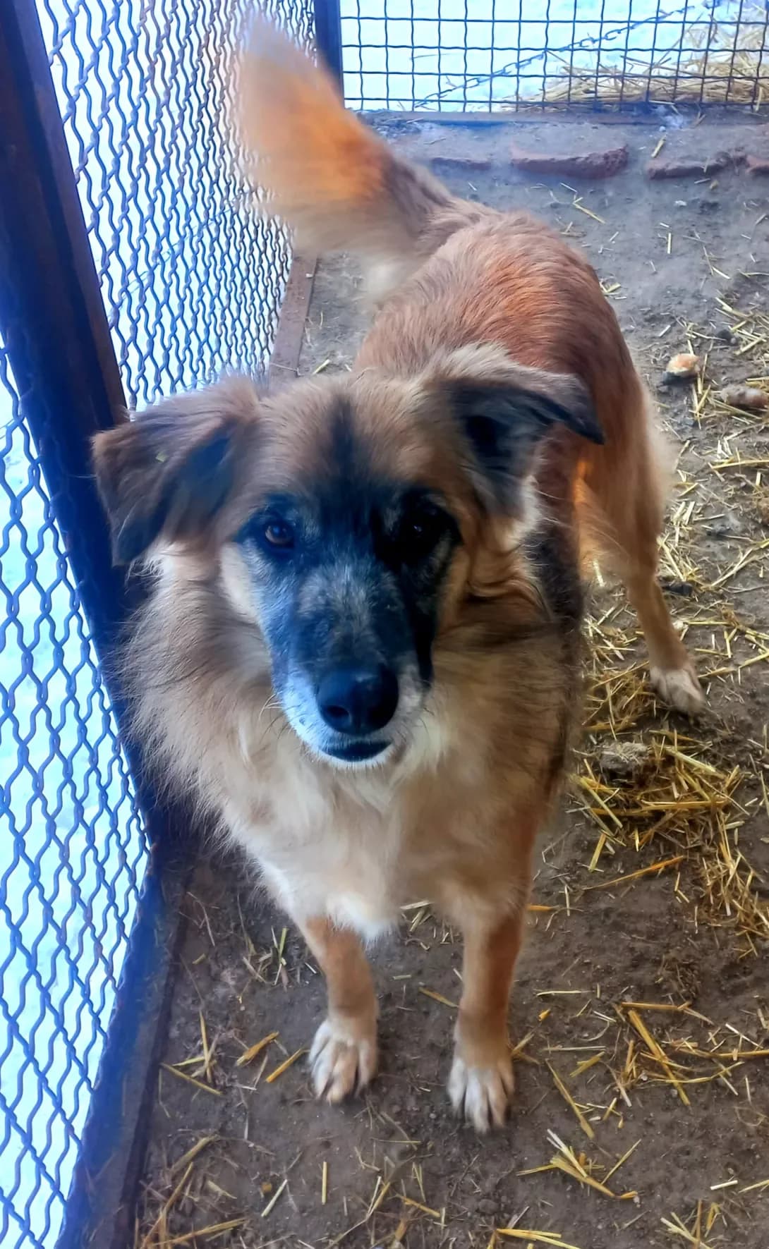 Zhanka (Жанка), Mixed Breed (Happy Paw Kirovohrad)