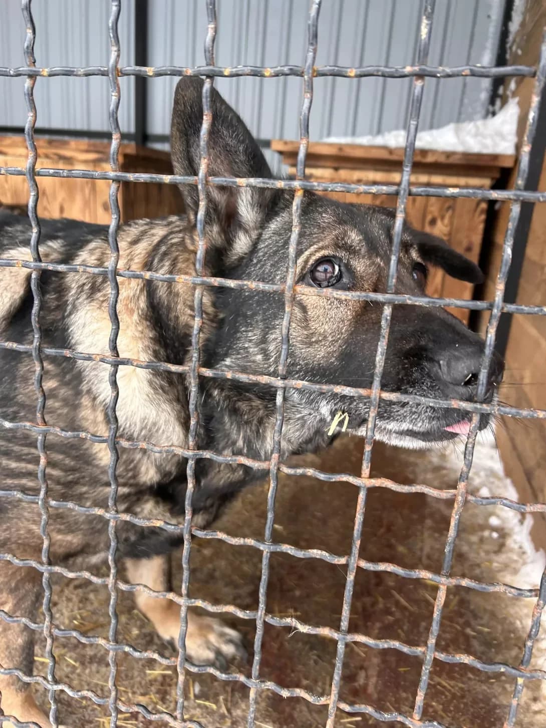 Gera (Гера), female senior Mixed Breed for adoption at Happy Paw Dnipro