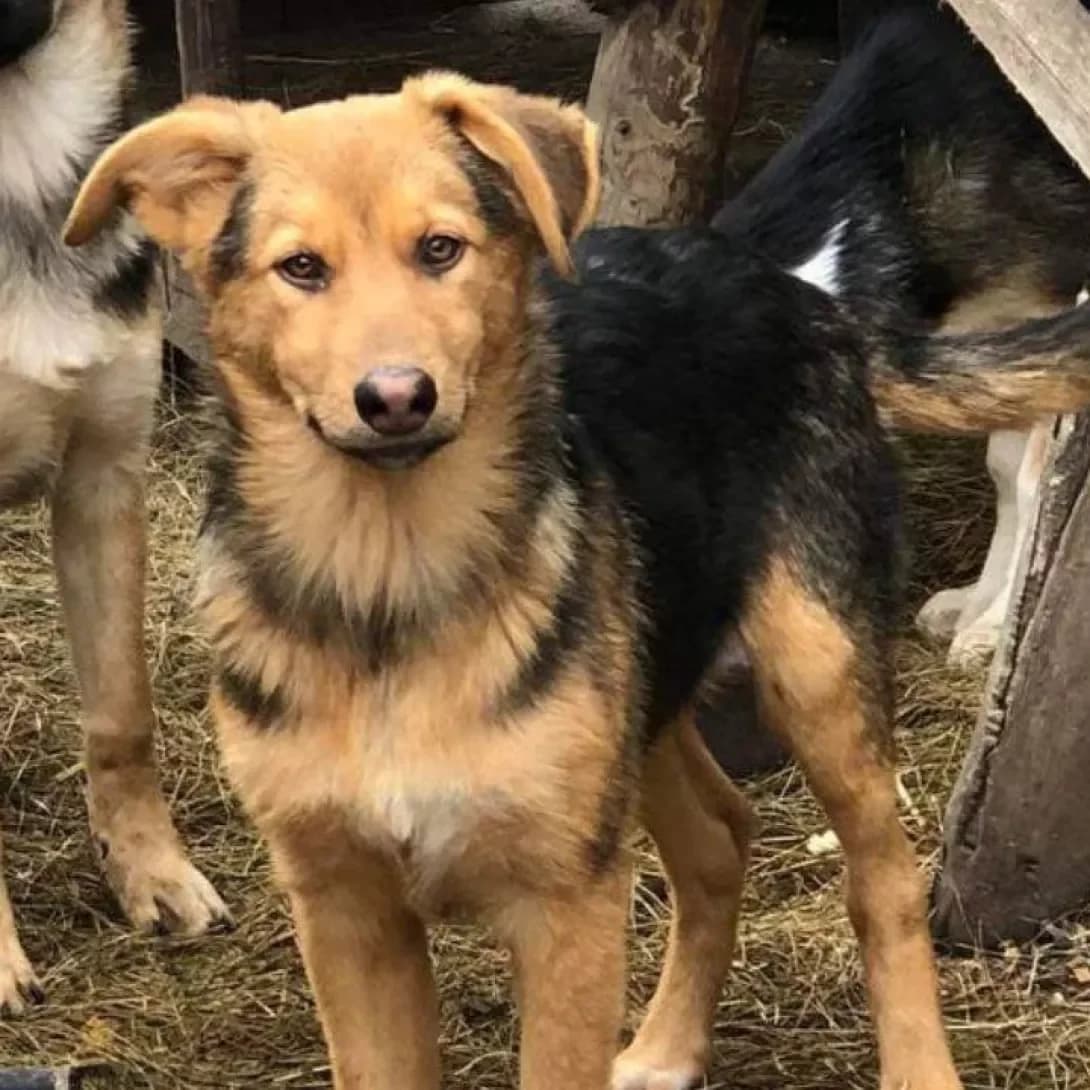 Gulka (Гулька), Mixed Breed (Happy Paw Ivano-Frankivsk Oblast)
