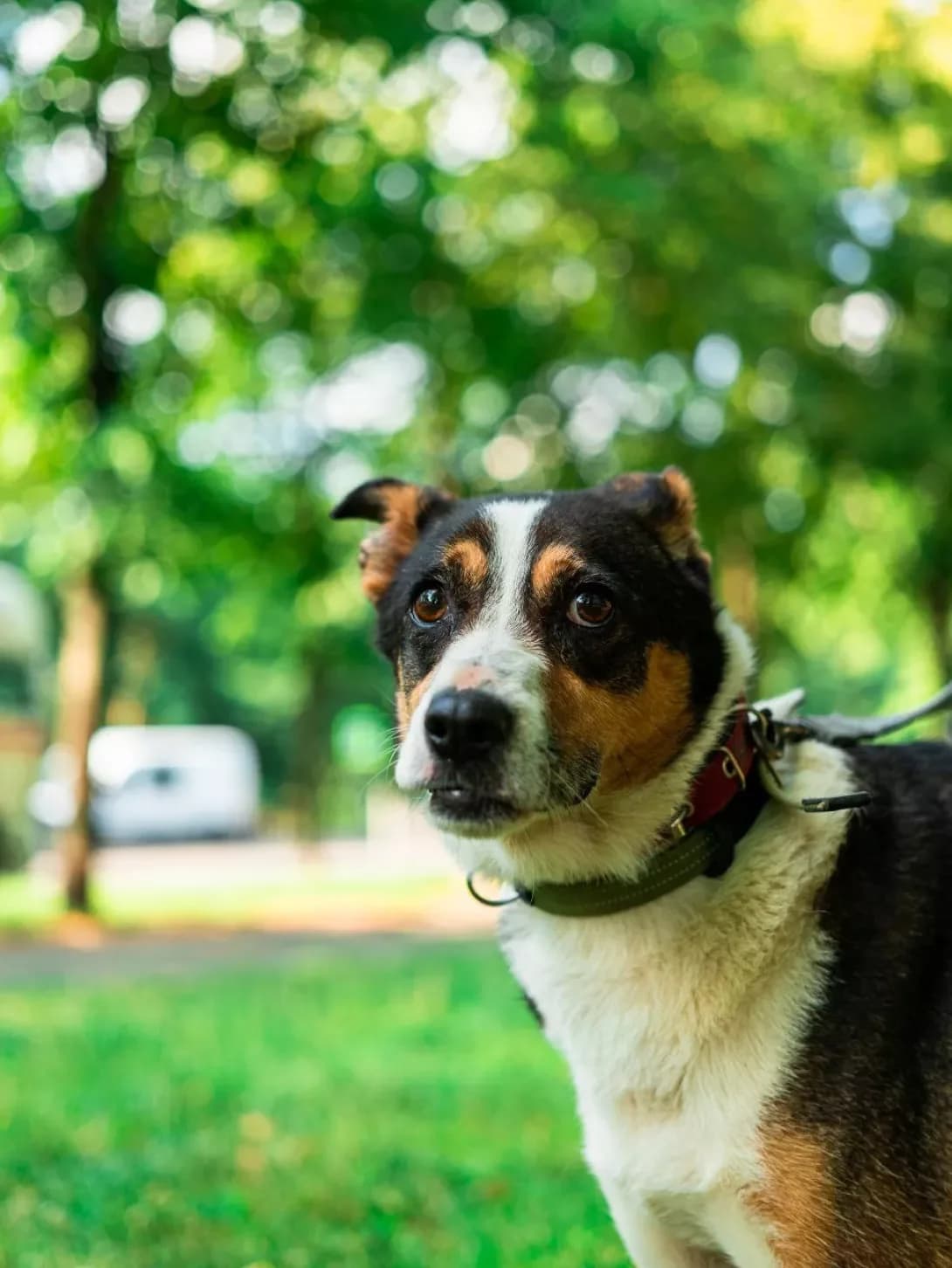 Darsi (Дарсі), female 7yo Mixed Breed for adoption at Happy Paw Kyiv