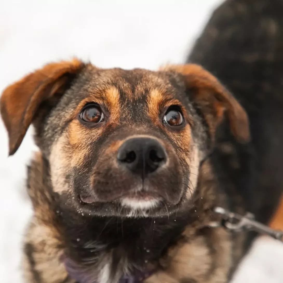Sultan (Султан), male 3yo Mixed Breed for adoption at Happy Paw Kyiv