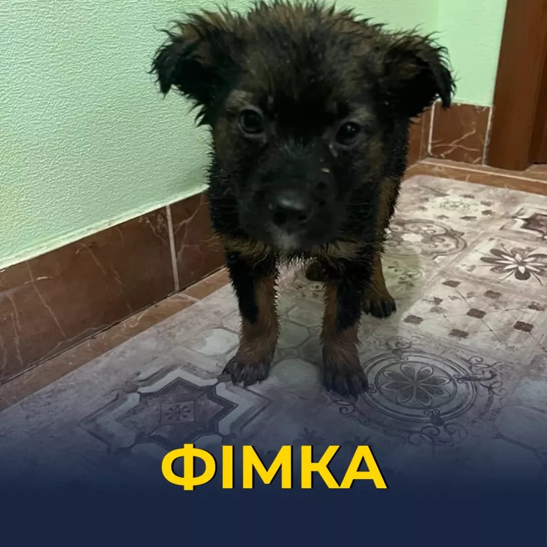 Fimka (Фімка), female young Mixed Breed for adoption at Happy Paw Kyiv
