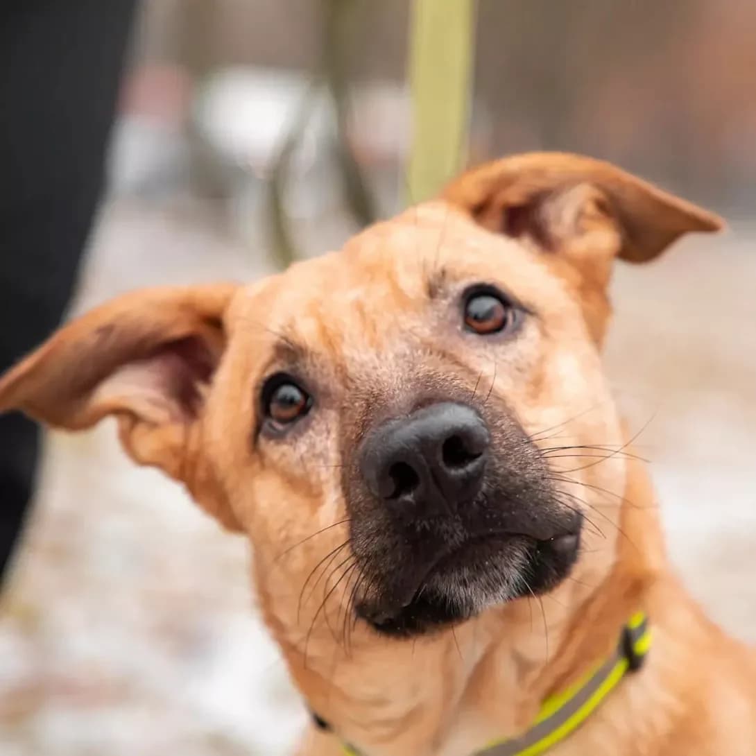 Yorik (Йорік), male 5yo Mixed Breed for adoption at Happy Paw Kyiv