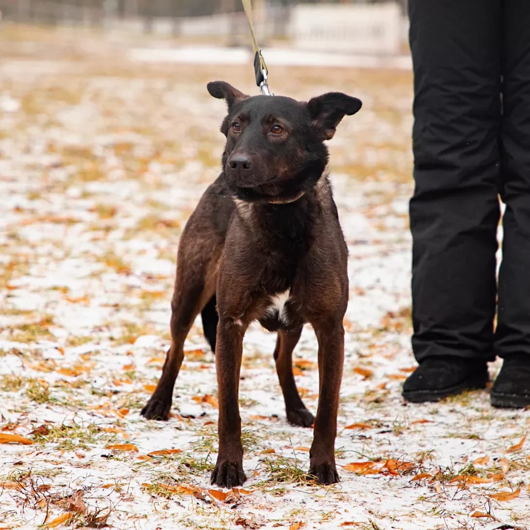 Malina (Малина), female 6yo Mixed Breed for adoption at Happy Paw Kyiv