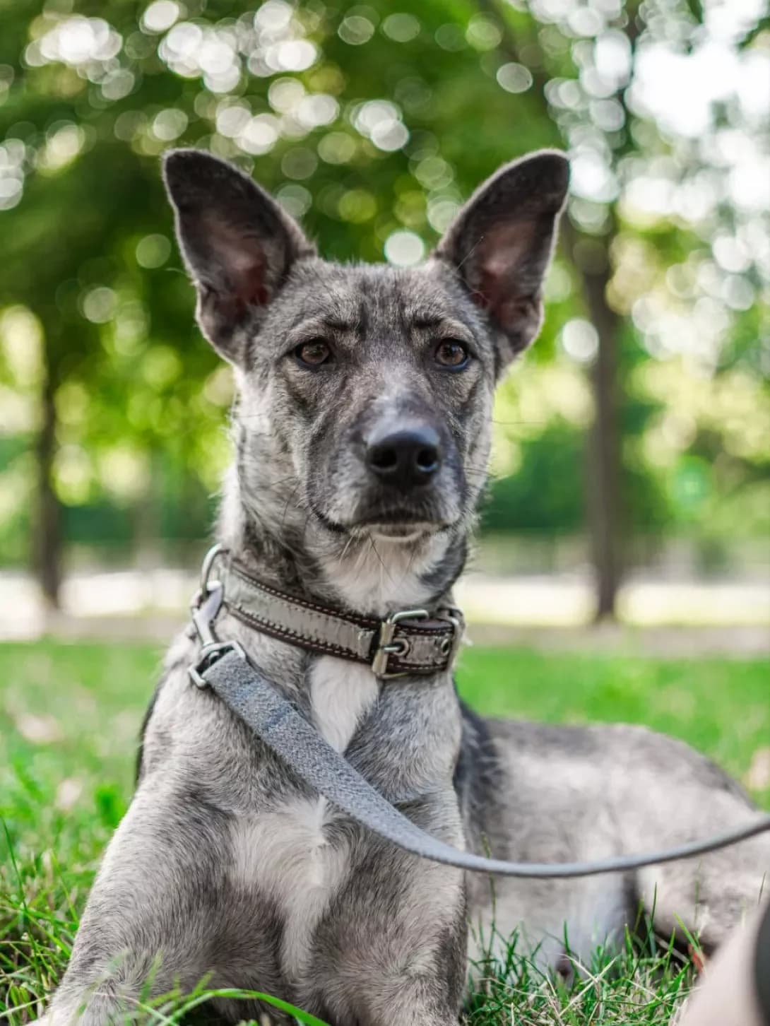 Reya (Рея), female 5yo Mixed Breed for adoption at Happy Paw Kyiv