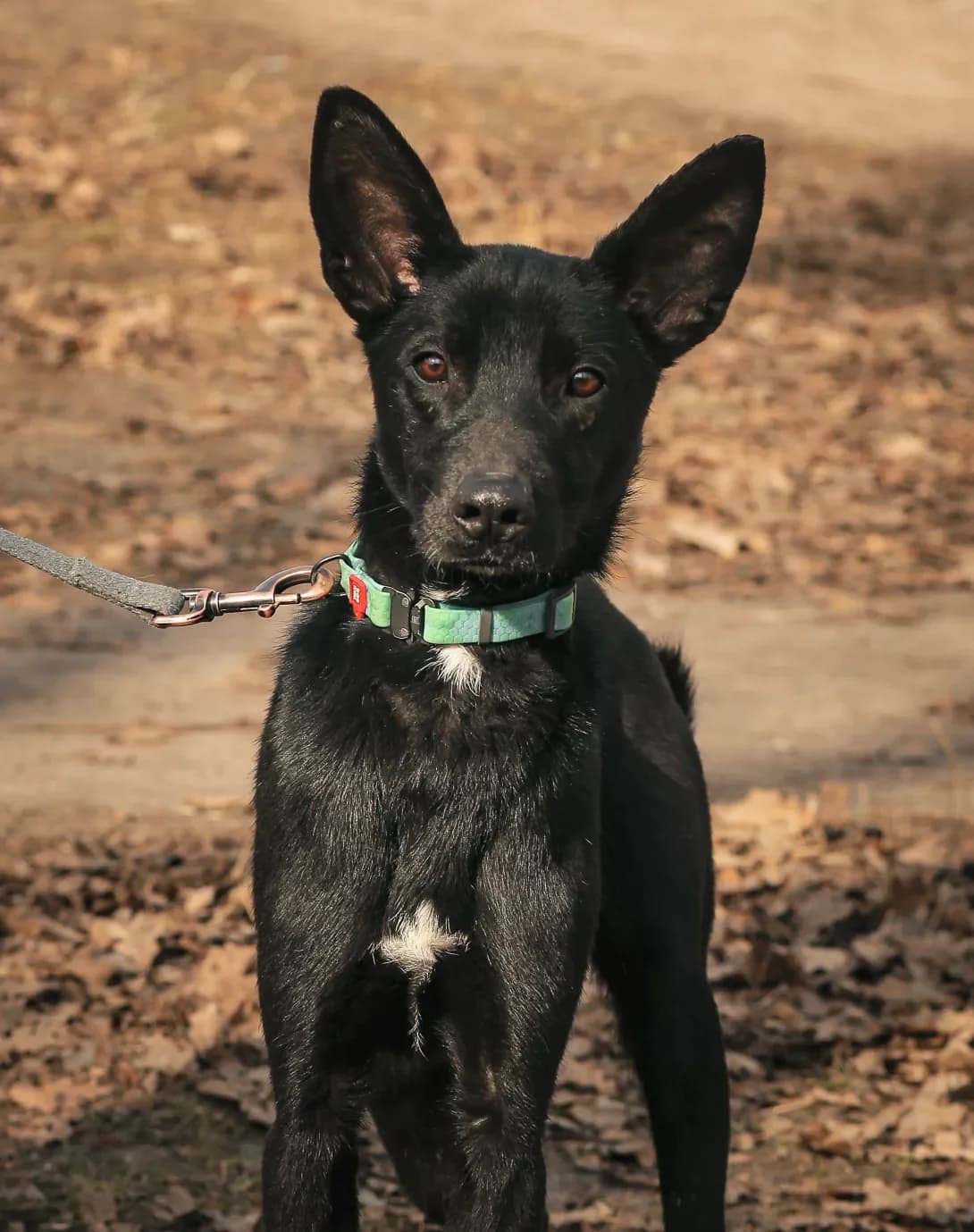 Noy (Ной), male young Mixed Breed for adoption at Happy Paw Kyiv
