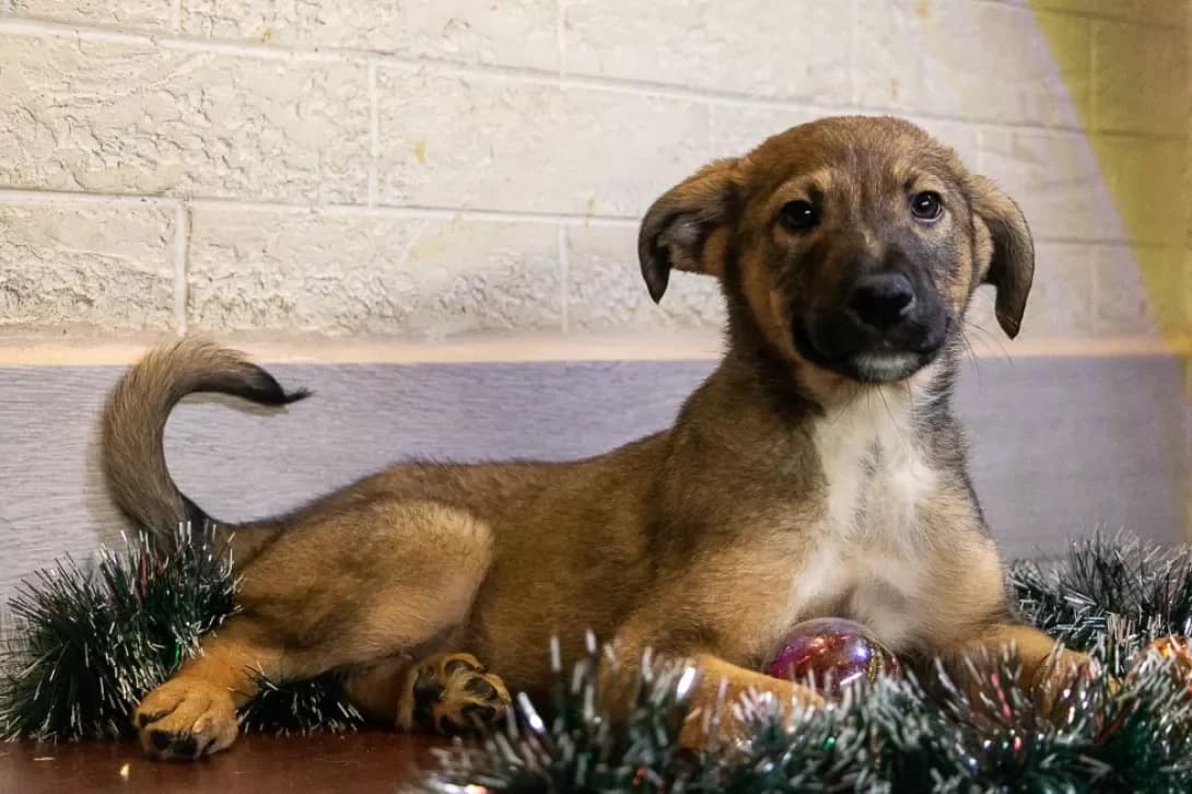 Khlopchik (Хлопчик), male young Mixed Breed for adoption at Happy Paw Kyiv