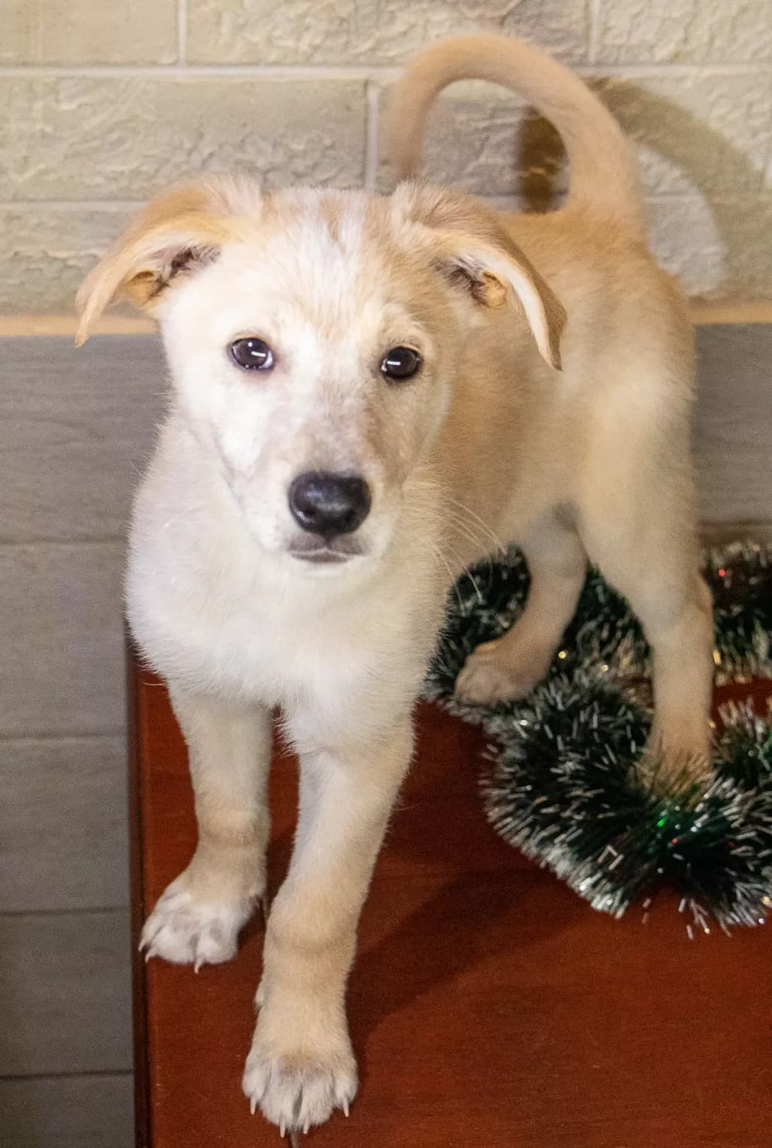 Kanapushka (Канапушка), female young Mixed Breed for adoption at Happy Paw Kyiv