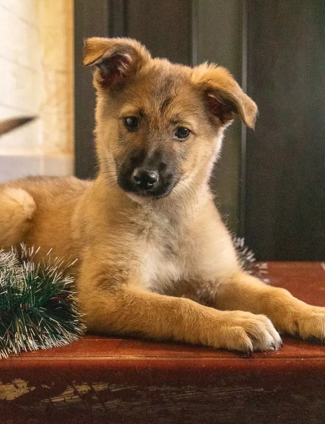 Lisichka (Лісічка), female young Mixed Breed for adoption at Happy Paw Kyiv