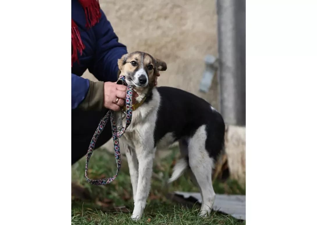 Tina (Тіна), female 3yo Mixed Breed for adoption at Happy Paw Kyiv