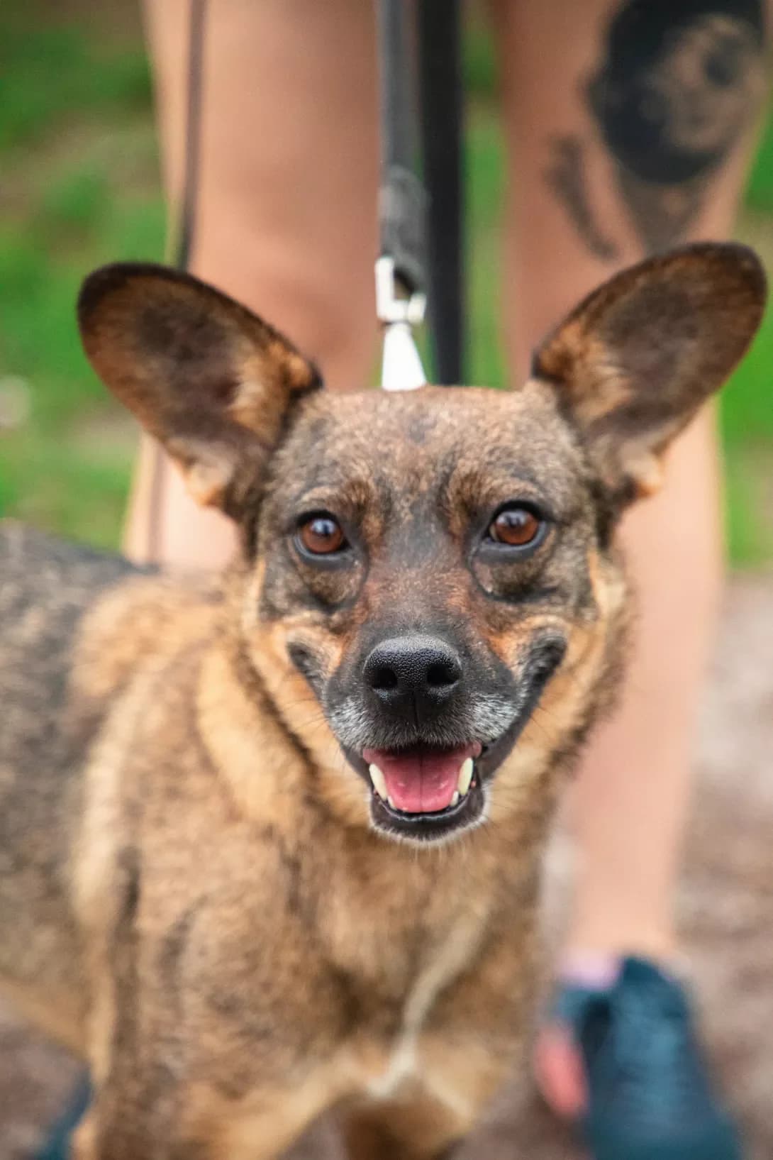 Dambo (Дамбо), female 4yo Mixed Breed for adoption at Happy Paw Kyiv