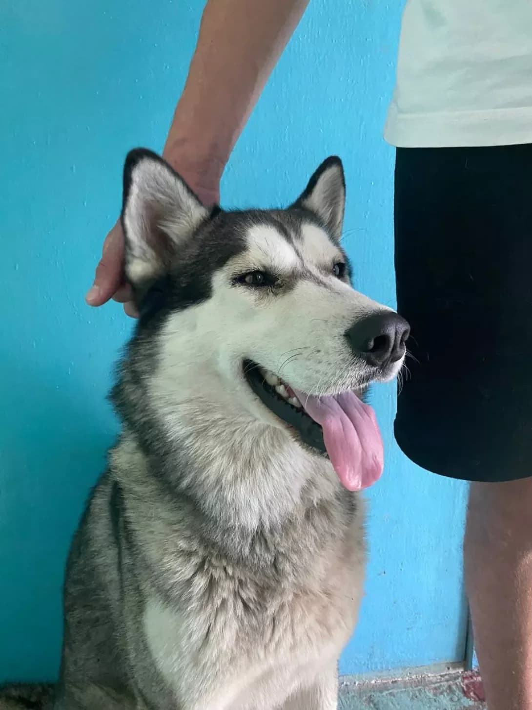 Oskar (Оскар), male 5yo Husky for adoption at Happy Paw Kyiv Oblast