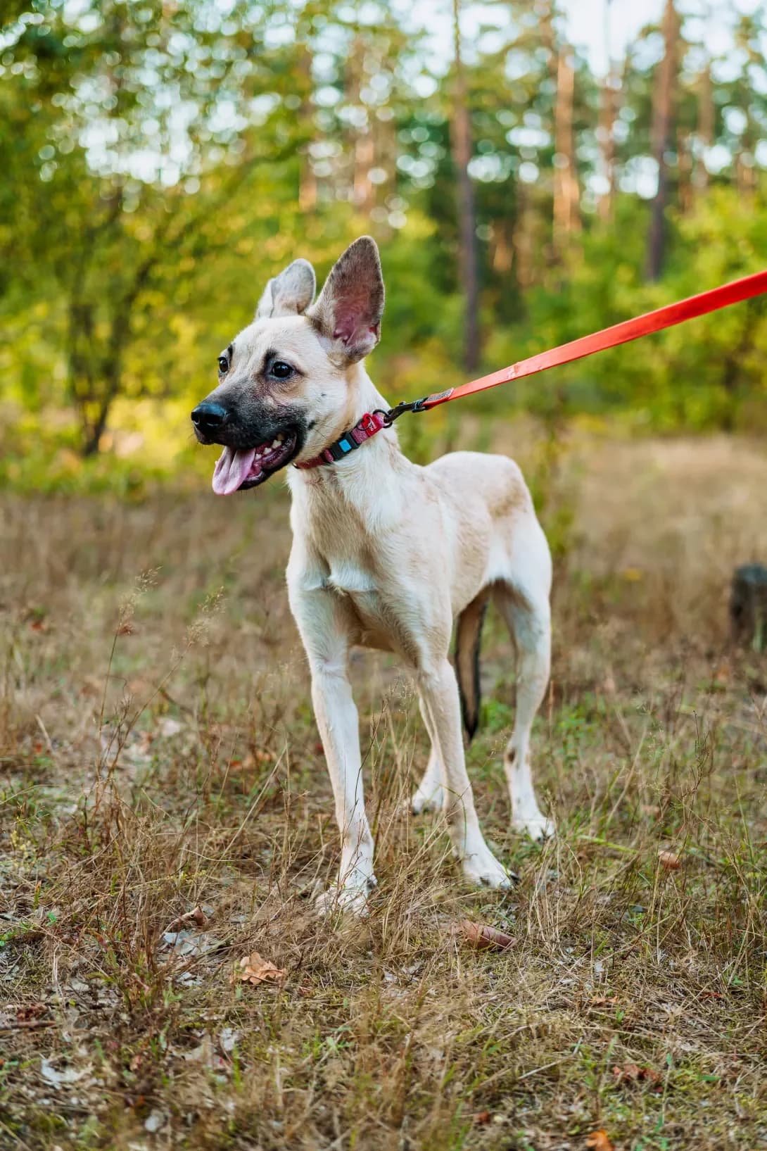 Vays (Вайс), male 3yo Mixed Breed for adoption at Happy Paw Kyiv