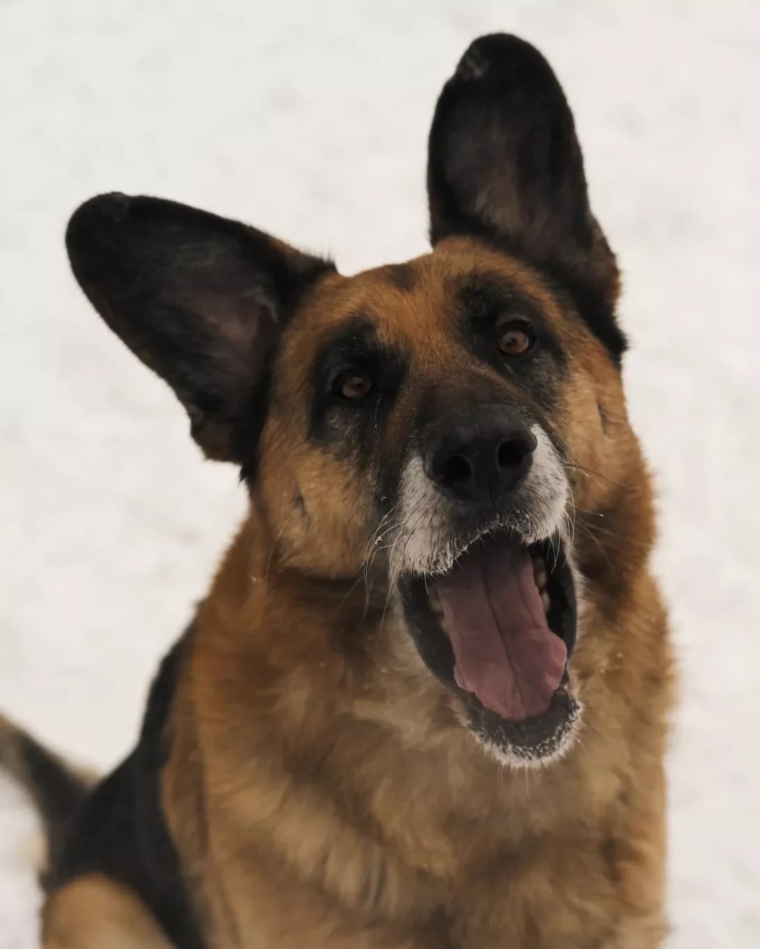 Chabi (Чабі), male senior Mixed Breed for adoption at Happy Paw Kyiv