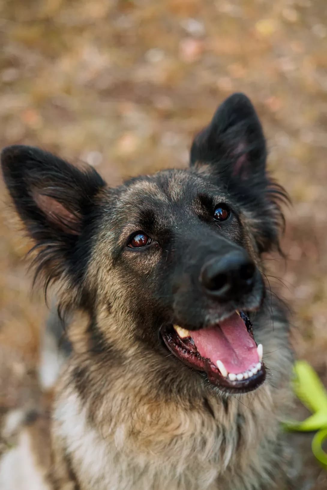 Zina (Зіна), female 6yo Collie for adoption at Happy Paw Kyiv