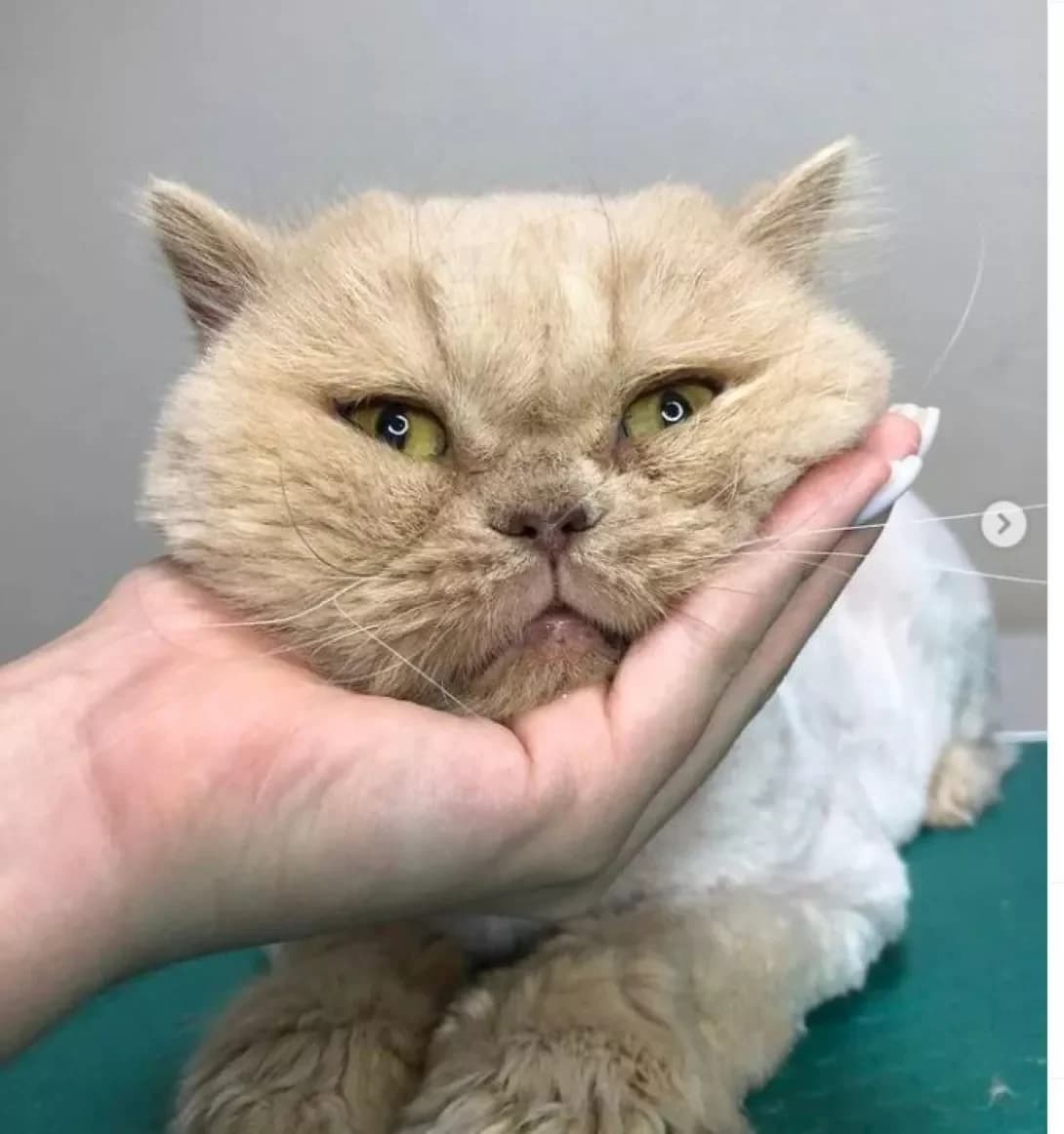 Persi (Перси), male 5yo Persian for adoption at Happy Paw Dnipro